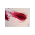 Levenhuk N18 NG Prepared Slides Set , Biology and Zoology