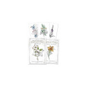 Llewellyn Hedgewitch Botanical Oracle Cards
