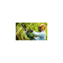 Bosch 0 600 8B8 303 chainsaw 1800 W Green