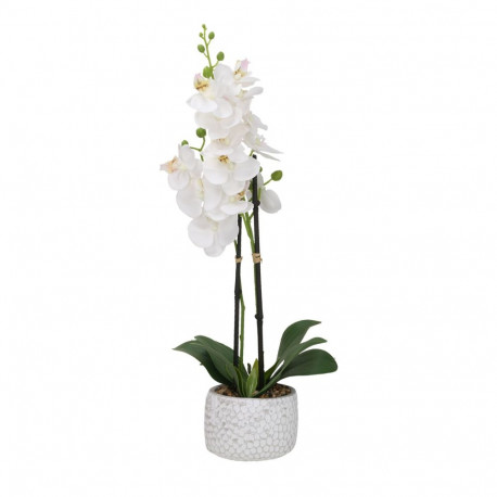 Orchid GARDEN QUEEN H40cm, white