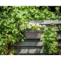 Isekastmismasin Garden ID Pruunikashall