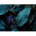 OM SYSTEM OM-5 Mark II + 14-150mm, black