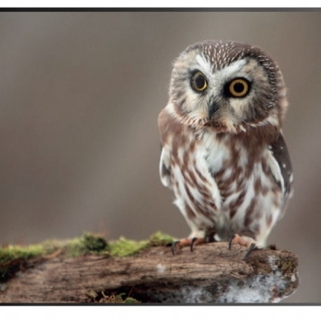 Lauamatt 530x400mm Öökull  Prolexplast