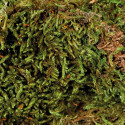 Substrate Trixie 200 gr Moss