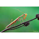 Sony FE 100mm f/2.8 Macro GM OSS objektiiv