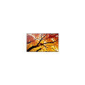 Display MultiSync M322 32-inch 24/7