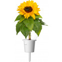 Click & Grow Smart Refill Mini sunflower 3pcs
