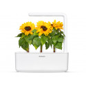 Click & Grow Smart Refill Mini sunflower 3pcs