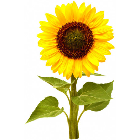 Click & Grow Smart Garden Refill Mini sunflower 3pcs