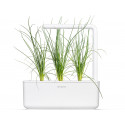 Click & Grow Smart Refill Roheline sibul 3tk