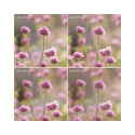 Camera Filter - K&F Concept Nano-X Black Mist 1/2 Diffusion 77mm