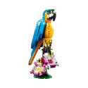 EXOTIC PARROT 31136