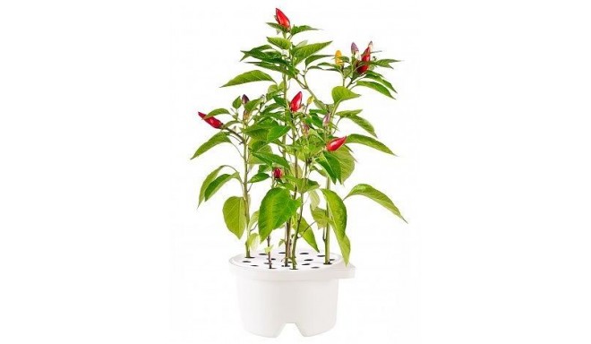 Click & Grow Smartpot refill Chilli Pepper