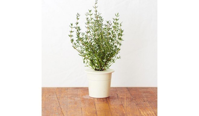 Click & Grow Smart Herb Garden кассета, Тимьян