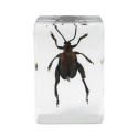 Celestron Microscope sample 3D bug Kit #5