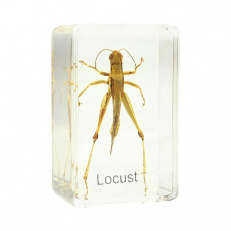 Valmistatud slaid - rohutirts Omegon