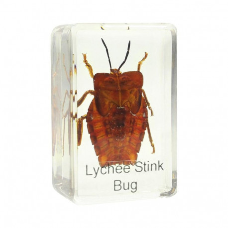 Prepared slide - shield bug, Omegon