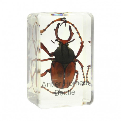 Prepared slide - stag beetle, Omegon