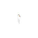 JBL Austias JBL TUNE T110 White