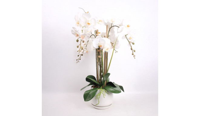 Orhidee GARDEN QUEEN H68cm, valge