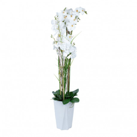Orhidee GARDEN QUEEN H132cm, valge