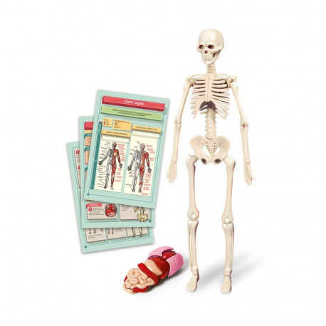 TOY EDUCATIONAL THE HUMAN BODY 50824