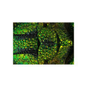 Delta Optical Discovery 90 Microscope