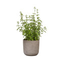 POT CERAMIC 981/13 TRAVERTINO D13