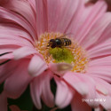 Sony DSC-RX10 V