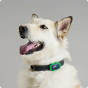 PetLoc8 GPS tracking device