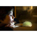 4M Kit Glow crystal growing