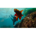 GoPro Extension Pole + Shutter Remote
