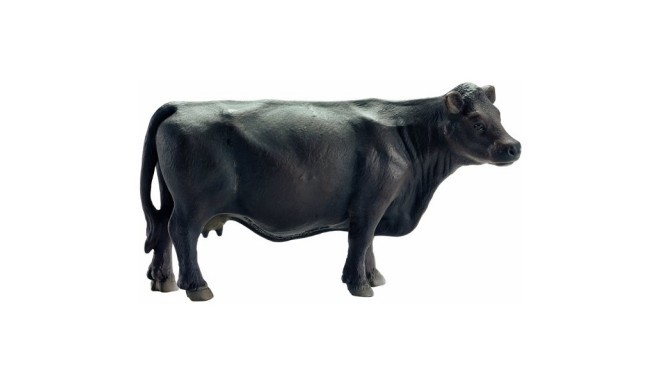 Angus czarna krowa