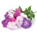 Click & Grow Smart Garden refill Petunia 3pcs