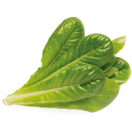 Click & Grow Smart Garden refill Romaine Lettuce 3pcs