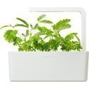 Click & Grow Smart Garden refill Mimosa 3pcs