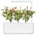 Click & Grow Smart Garden refill Red Hot Chili Pepper 3pcs