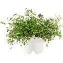 Click & Grow Refill, Thyme