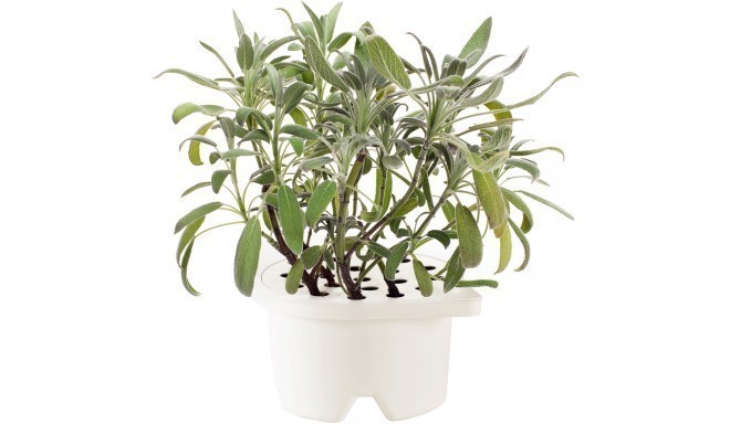 Click & Grow Smartpot refill sage