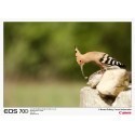 Canon EOS 70D + 18-135 mm IS STM Kit