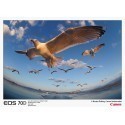 Canon EOS 70D + 18-135 mm IS STM Kit