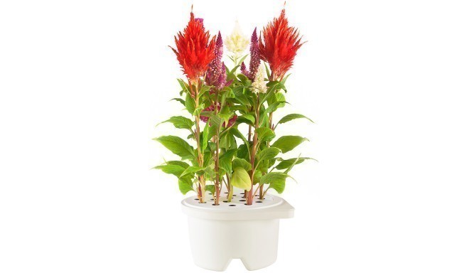 Click & Grow Smartpot refill Mätashari