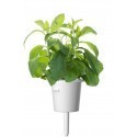 Click & Grow Smart Garden refill Stevia 3pcs