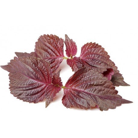 Click & Grow Smart Garden uzpilde Sarkanā perilla 3gb.