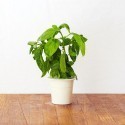  Click & Grow Smart Herb Garden refill Basil 3 pcs