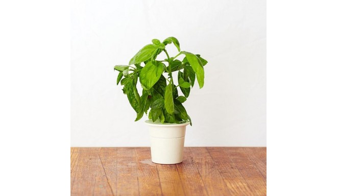 Click & Grow Smart Herb Garden refill Basiilik 3tk