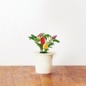 Click & Grow Smart Herb Garden refill Tšillipipar 3 tk