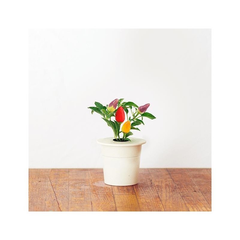Click & Grow Smart Herb Garden refill Tšillipipar 3tk